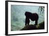 Mountain Gorilla-Adrian Warren-Framed Photographic Print