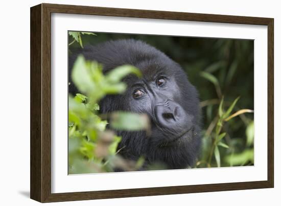 Mountain Gorilla-null-Framed Photographic Print