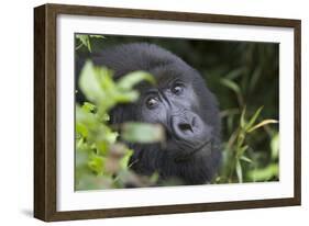 Mountain Gorilla-null-Framed Photographic Print