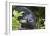 Mountain Gorilla-null-Framed Photographic Print