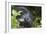 Mountain Gorilla-null-Framed Photographic Print