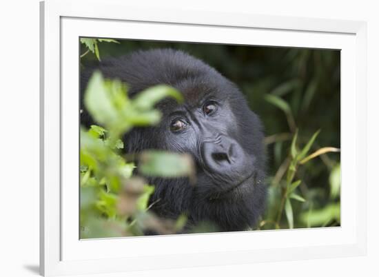 Mountain Gorilla-null-Framed Photographic Print