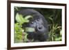 Mountain Gorilla-null-Framed Photographic Print