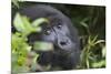 Mountain Gorilla-null-Mounted Photographic Print