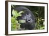 Mountain Gorilla-null-Framed Photographic Print