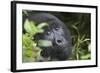 Mountain Gorilla-null-Framed Photographic Print