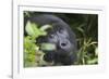 Mountain Gorilla-null-Framed Photographic Print