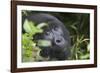 Mountain Gorilla-null-Framed Photographic Print