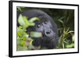 Mountain Gorilla-null-Framed Photographic Print