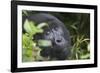 Mountain Gorilla-null-Framed Photographic Print