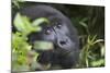 Mountain Gorilla-null-Mounted Photographic Print