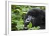 Mountain Gorilla-null-Framed Photographic Print