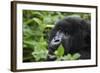 Mountain Gorilla-null-Framed Photographic Print