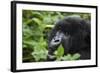 Mountain Gorilla-null-Framed Photographic Print