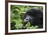 Mountain Gorilla-null-Framed Photographic Print