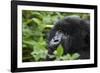 Mountain Gorilla-null-Framed Photographic Print