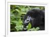 Mountain Gorilla-null-Framed Photographic Print