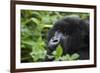 Mountain Gorilla-null-Framed Photographic Print