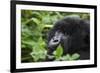 Mountain Gorilla-null-Framed Photographic Print