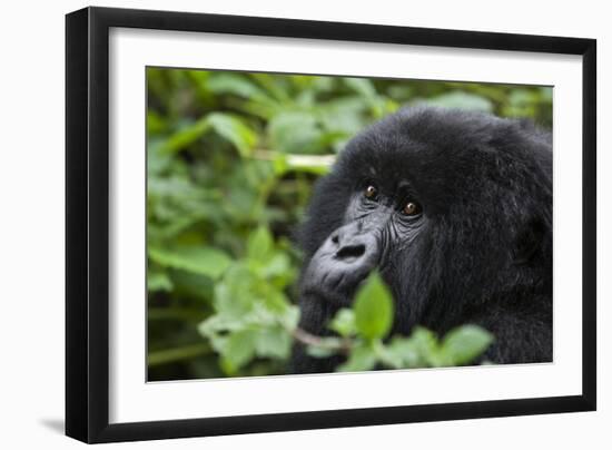 Mountain Gorilla-null-Framed Photographic Print