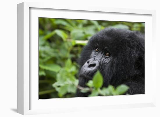 Mountain Gorilla-null-Framed Photographic Print