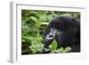 Mountain Gorilla-null-Framed Photographic Print