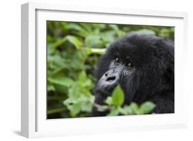 Mountain Gorilla-null-Framed Photographic Print