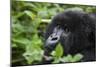 Mountain Gorilla-null-Mounted Photographic Print