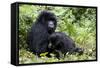 Mountain Gorillas (Gorilla Gorilla Beringei), Kongo, Rwanda, Africa-Thorsten Milse-Framed Stretched Canvas