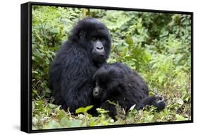 Mountain Gorillas (Gorilla Gorilla Beringei), Kongo, Rwanda, Africa-Thorsten Milse-Framed Stretched Canvas