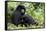 Mountain Gorillas (Gorilla Gorilla Beringei), Kongo, Rwanda, Africa-Thorsten Milse-Framed Stretched Canvas