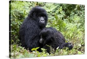 Mountain Gorillas (Gorilla Gorilla Beringei), Kongo, Rwanda, Africa-Thorsten Milse-Stretched Canvas