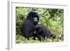 Mountain Gorillas (Gorilla Gorilla Beringei), Kongo, Rwanda, Africa-Thorsten Milse-Framed Photographic Print