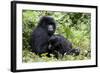 Mountain Gorillas (Gorilla Gorilla Beringei), Kongo, Rwanda, Africa-Thorsten Milse-Framed Photographic Print