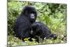 Mountain Gorillas (Gorilla Gorilla Beringei), Kongo, Rwanda, Africa-Thorsten Milse-Mounted Photographic Print