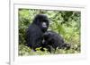 Mountain Gorillas (Gorilla Gorilla Beringei), Kongo, Rwanda, Africa-Thorsten Milse-Framed Photographic Print