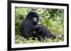 Mountain Gorillas (Gorilla Gorilla Beringei), Kongo, Rwanda, Africa-Thorsten Milse-Framed Photographic Print