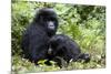 Mountain Gorillas (Gorilla Gorilla Beringei), Kongo, Rwanda, Africa-Thorsten Milse-Mounted Photographic Print