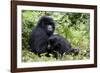 Mountain Gorillas (Gorilla Gorilla Beringei), Kongo, Rwanda, Africa-Thorsten Milse-Framed Photographic Print