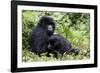 Mountain Gorillas (Gorilla Gorilla Beringei), Kongo, Rwanda, Africa-Thorsten Milse-Framed Photographic Print