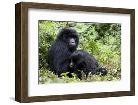 Mountain Gorillas (Gorilla Gorilla Beringei), Kongo, Rwanda, Africa-Thorsten Milse-Framed Photographic Print