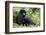 Mountain Gorillas (Gorilla Gorilla Beringei), Kongo, Rwanda, Africa-Thorsten Milse-Framed Photographic Print