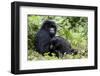 Mountain Gorillas (Gorilla Gorilla Beringei), Kongo, Rwanda, Africa-Thorsten Milse-Framed Photographic Print