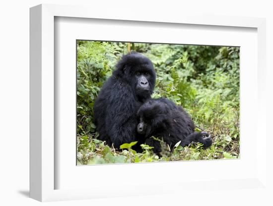 Mountain Gorillas (Gorilla Gorilla Beringei), Kongo, Rwanda, Africa-Thorsten Milse-Framed Photographic Print