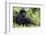 Mountain Gorillas (Gorilla Gorilla Beringei), Kongo, Rwanda, Africa-Thorsten Milse-Framed Photographic Print