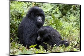 Mountain Gorillas (Gorilla Gorilla Beringei), Kongo, Rwanda, Africa-Thorsten Milse-Mounted Photographic Print