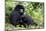 Mountain Gorillas (Gorilla Gorilla Beringei), Kongo, Rwanda, Africa-Thorsten Milse-Mounted Photographic Print