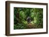 Mountain Gorillas in the Rainforest. Uganda. Bwindi Impenetrable Forest National Park. an Excellent-GUDKOV ANDREY-Framed Photographic Print