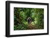 Mountain Gorillas in the Rainforest. Uganda. Bwindi Impenetrable Forest National Park. an Excellent-GUDKOV ANDREY-Framed Photographic Print