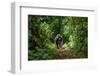 Mountain Gorillas in the Rainforest. Uganda. Bwindi Impenetrable Forest National Park. an Excellent-GUDKOV ANDREY-Framed Photographic Print